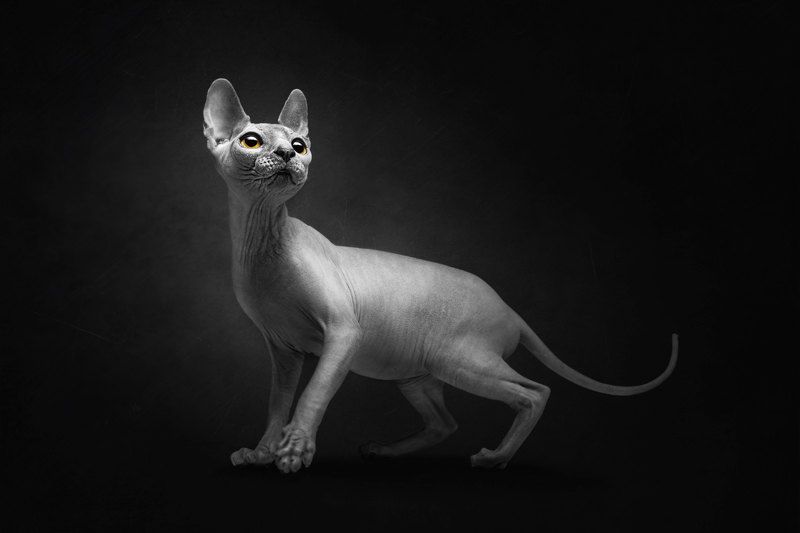 ... фото превью