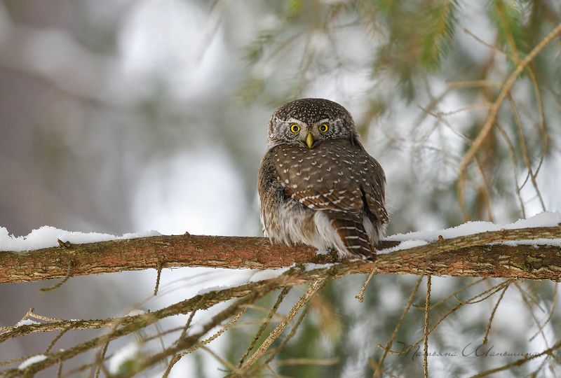 Гроза мышей и мелких птах фото превью