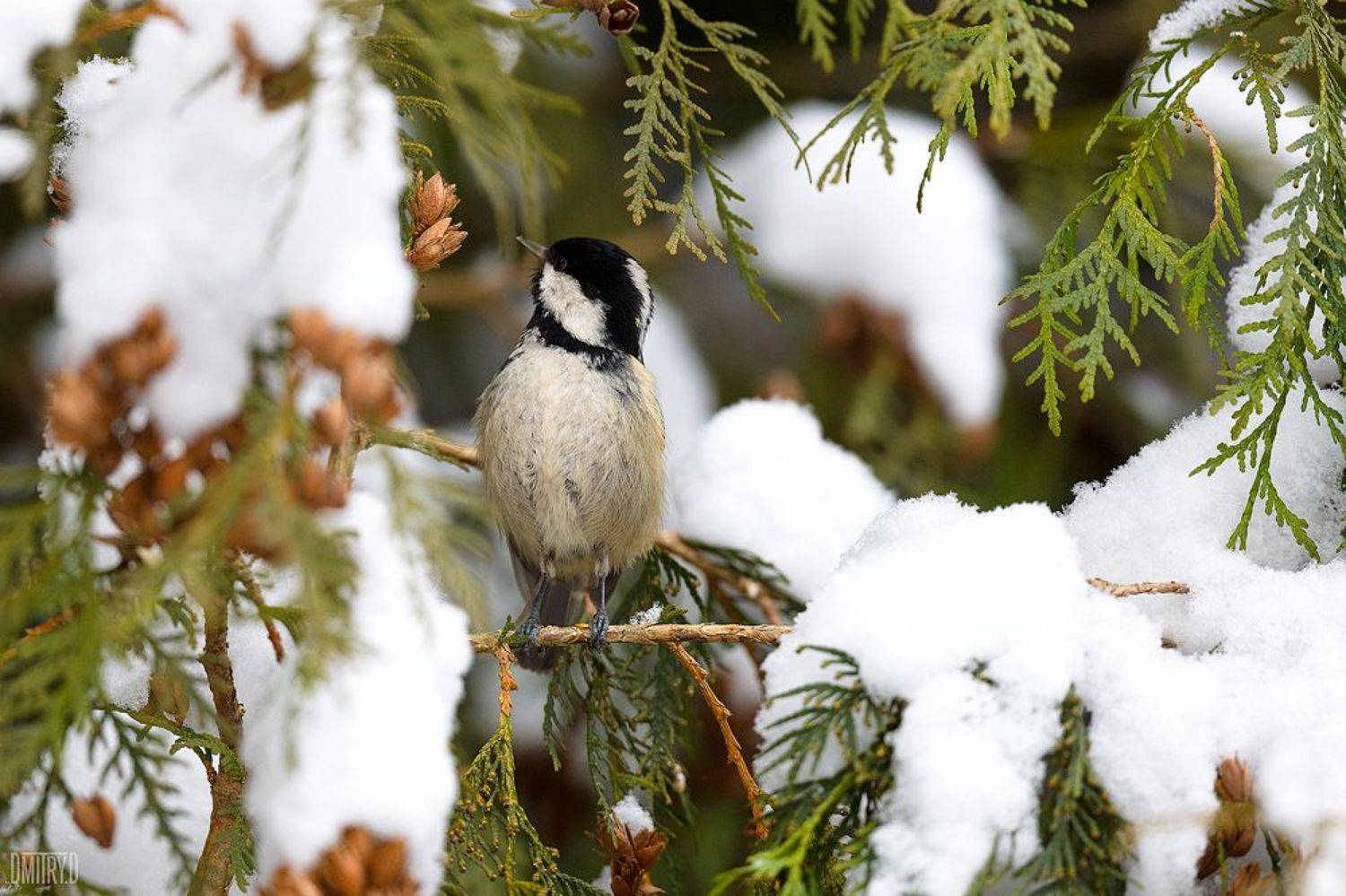 птица, московка, лес, зима,, Дмитрий Доронин