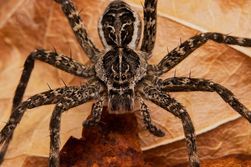 Face to face with Dolomedes scriptus фото превью