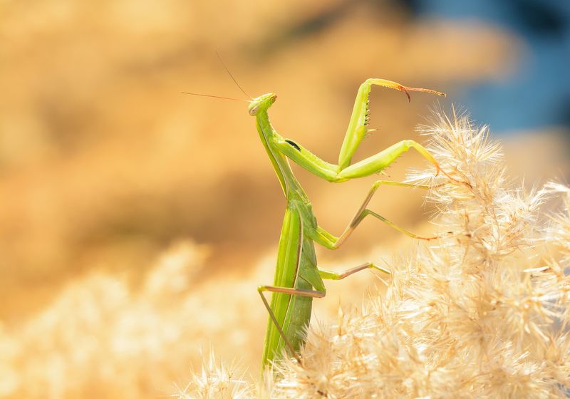 богомол обыкновенный, нижегородский, mantis religiosa, богомолы настоящие, mantidae, солнцепоклонник Солнцепоклонник фото превью