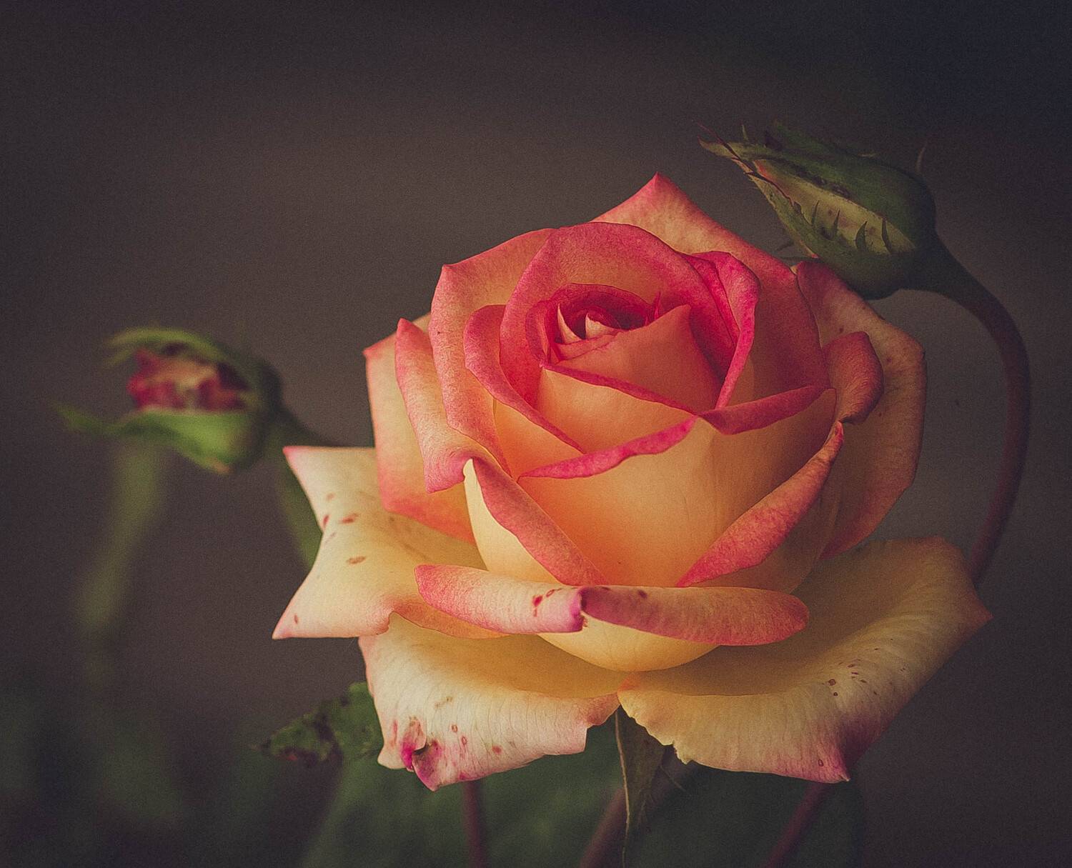 , Алиса Саниева