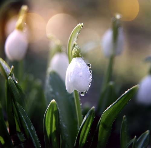 Snowdrops of the Cold Yar