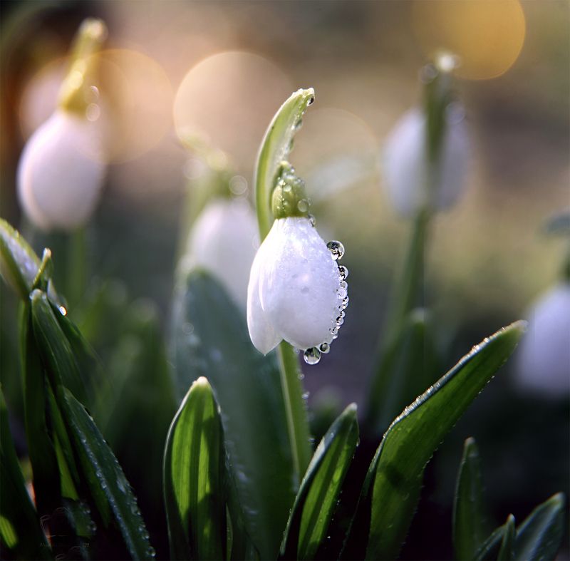 Snowdrops Snowdrops of the Cold Yar фото превью