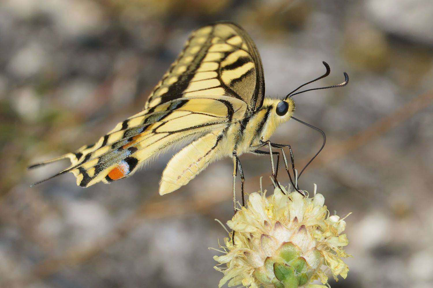 парусник махаон, papilio machaon, парусники, papilionidae, бабочка, Павел Черенков
