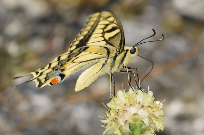 парусник махаон, papilio machaon, парусники, papilionidae, бабочка Пятигорский махаон фото превью