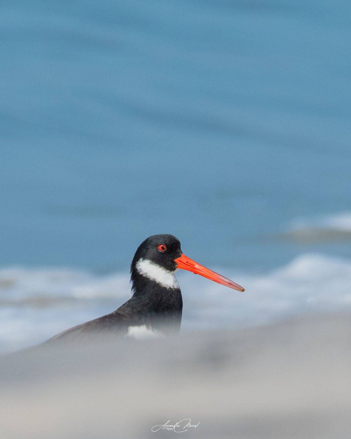 birds action kerala wildlife, Anandhu M