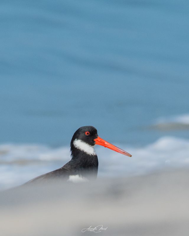 birds action kerala wildlife Where is my Oyster фото превью