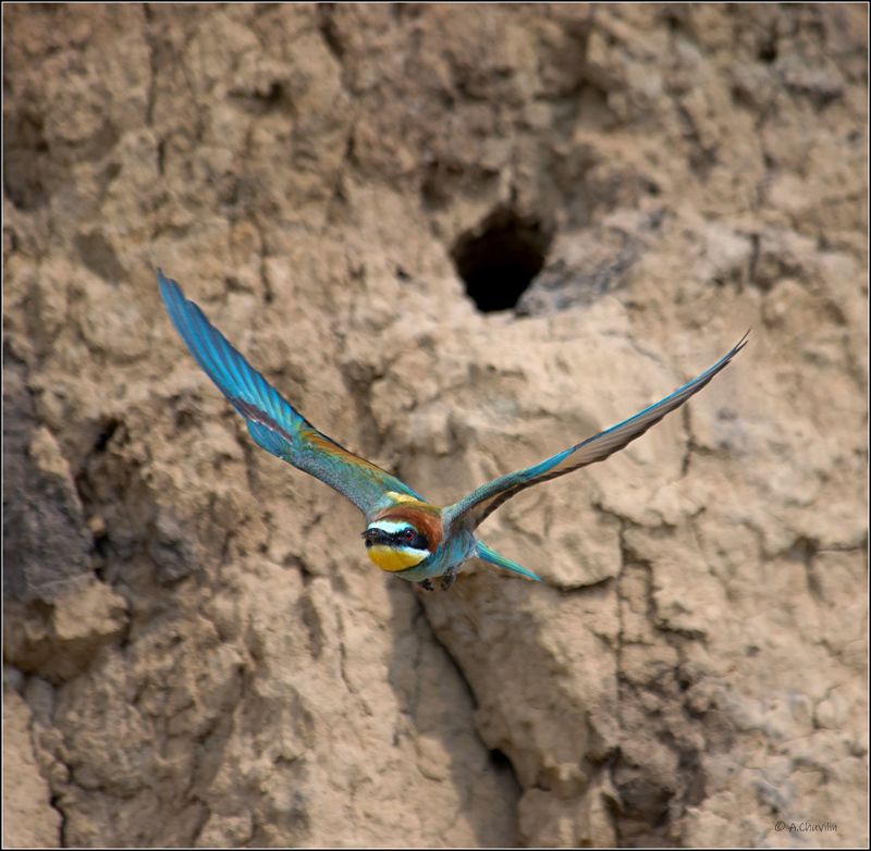 лето,щурка,полёт,за,кормом За кормом ) фото превью