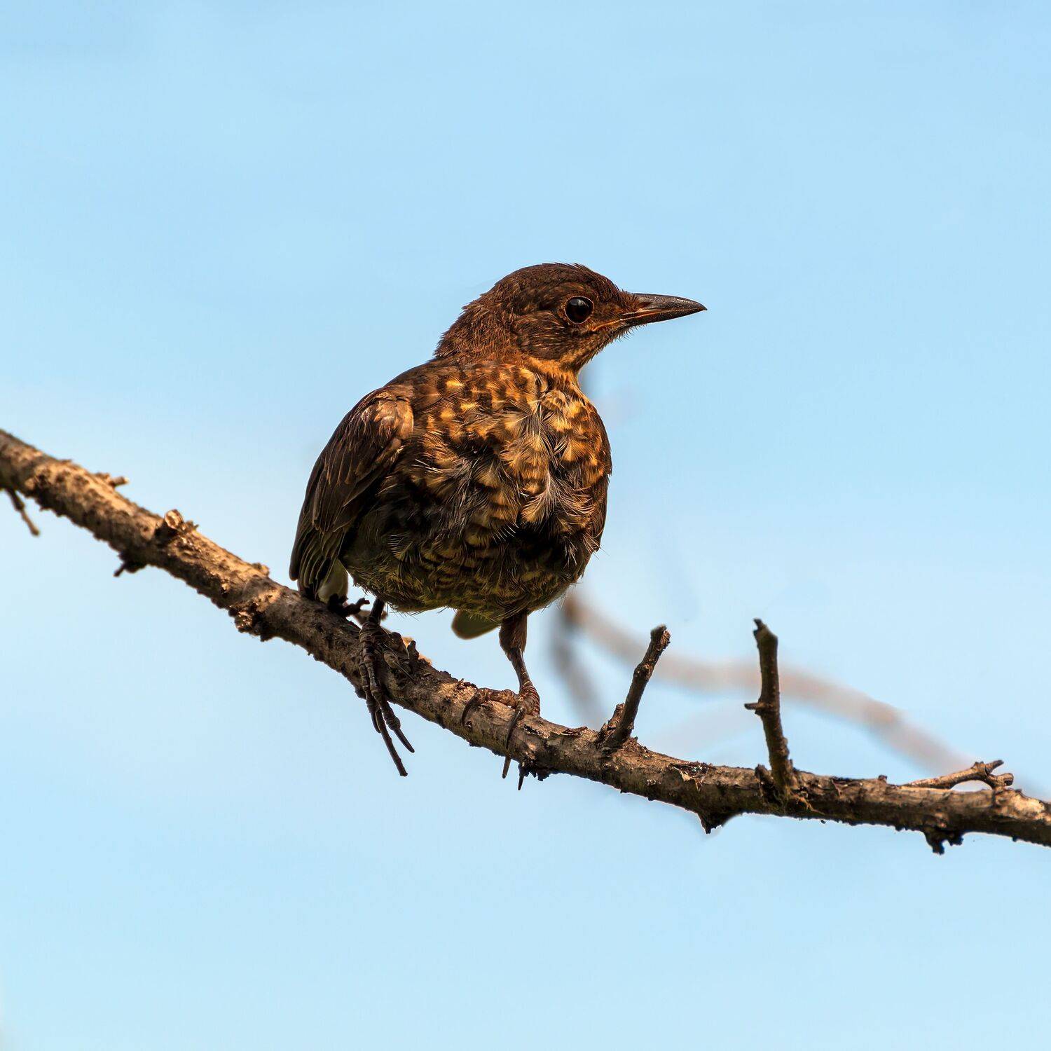 черный дрозд, Алексей Рыльский
