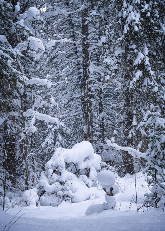 Зимний лес… Winter forest… фото превью