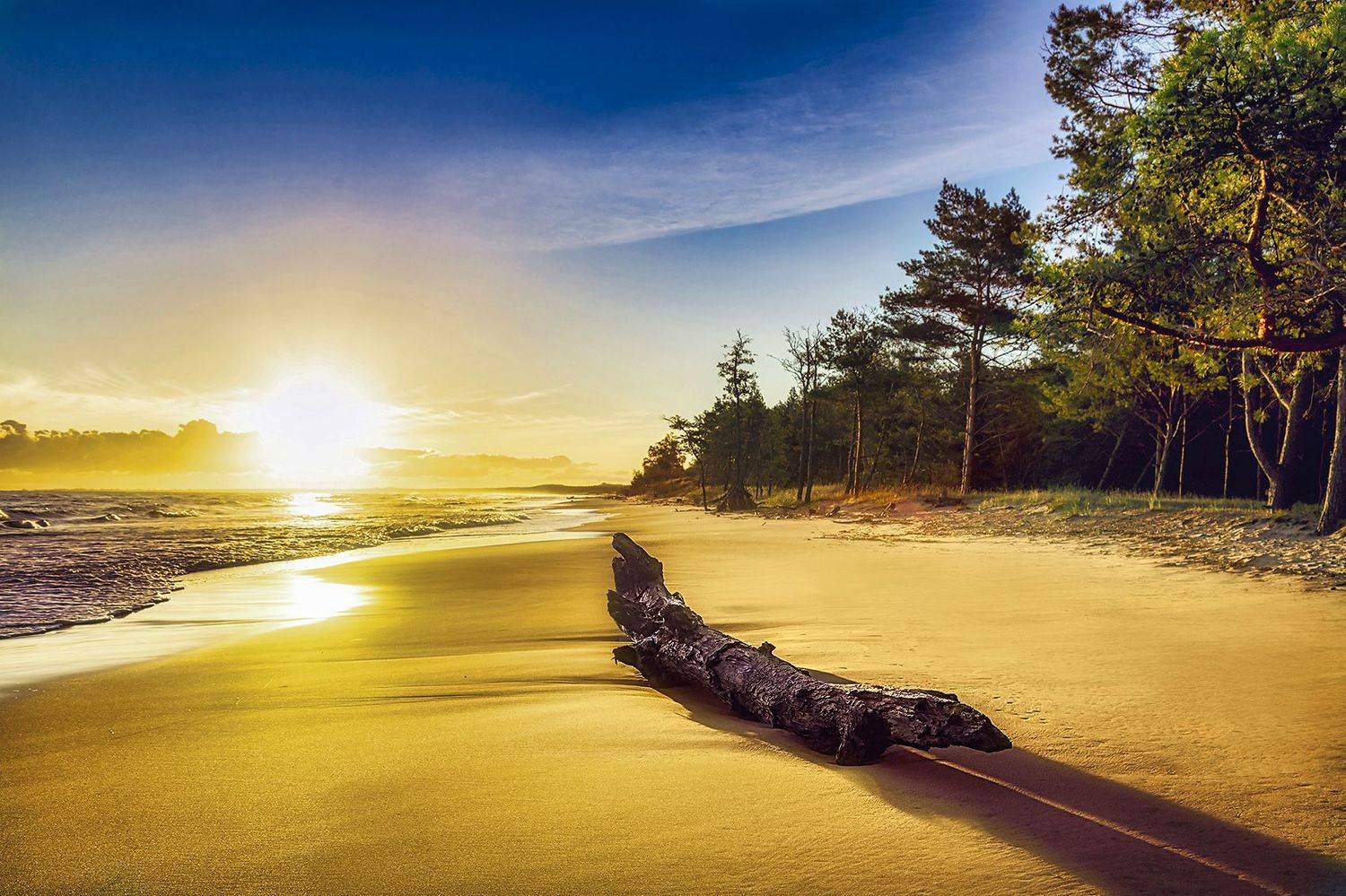 beach, see, tree, water, Jacek Kasprzyk
