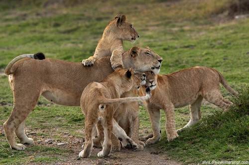 Lion with cubs