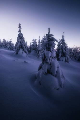 Winter sculptures 