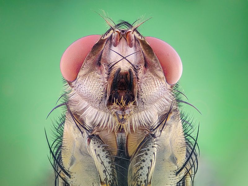 Fly фото превью