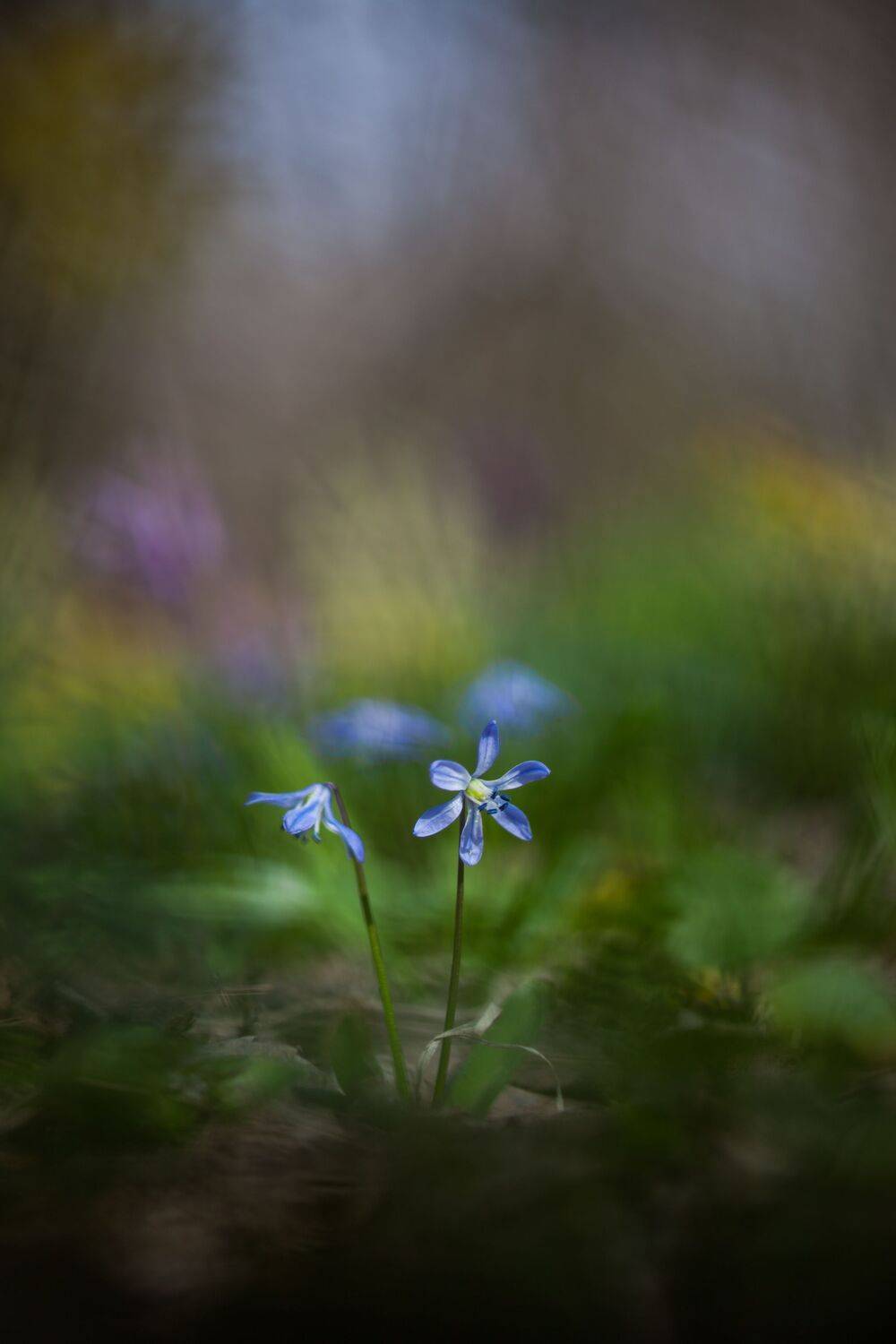 , Викулов Николай