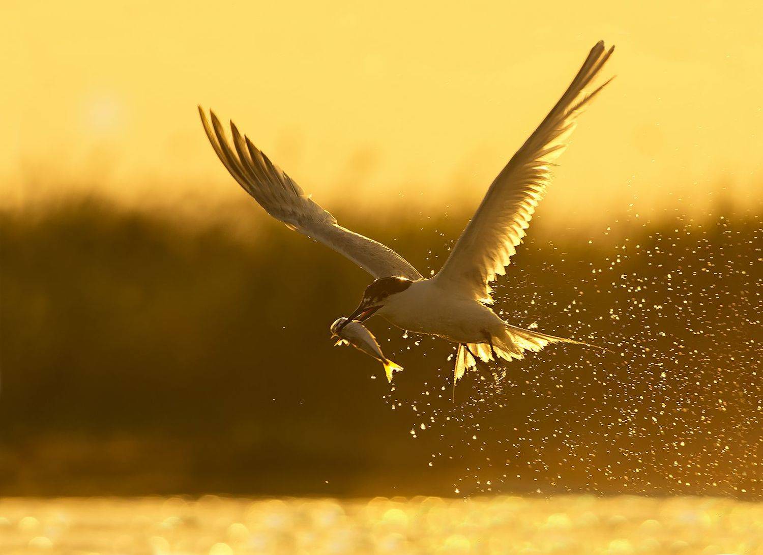 , Евгени Стефанов