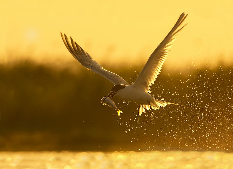 Пестроносая крачка на заката фото превью