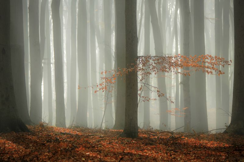 Beech in the mist фото превью