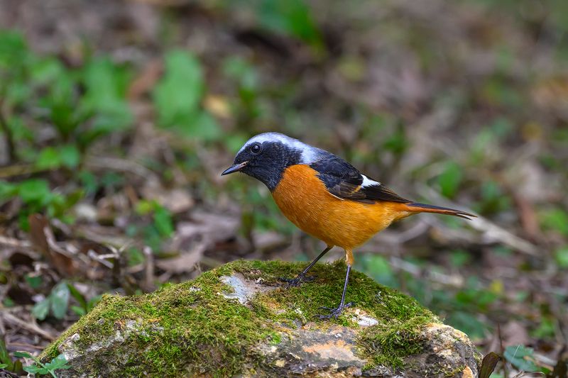 birds  фото превью