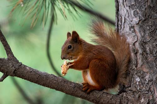 Sciurus vulgaris