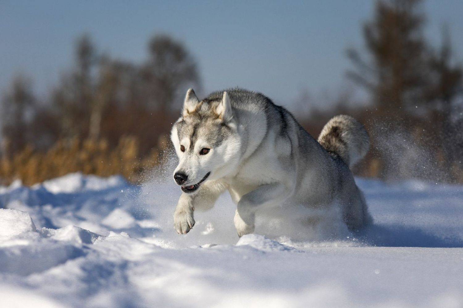 , Андрей Ершов
