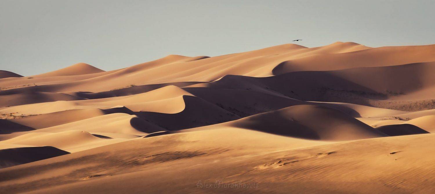 монголия, гоби, хонгорын-элс, Алексей Мараховец