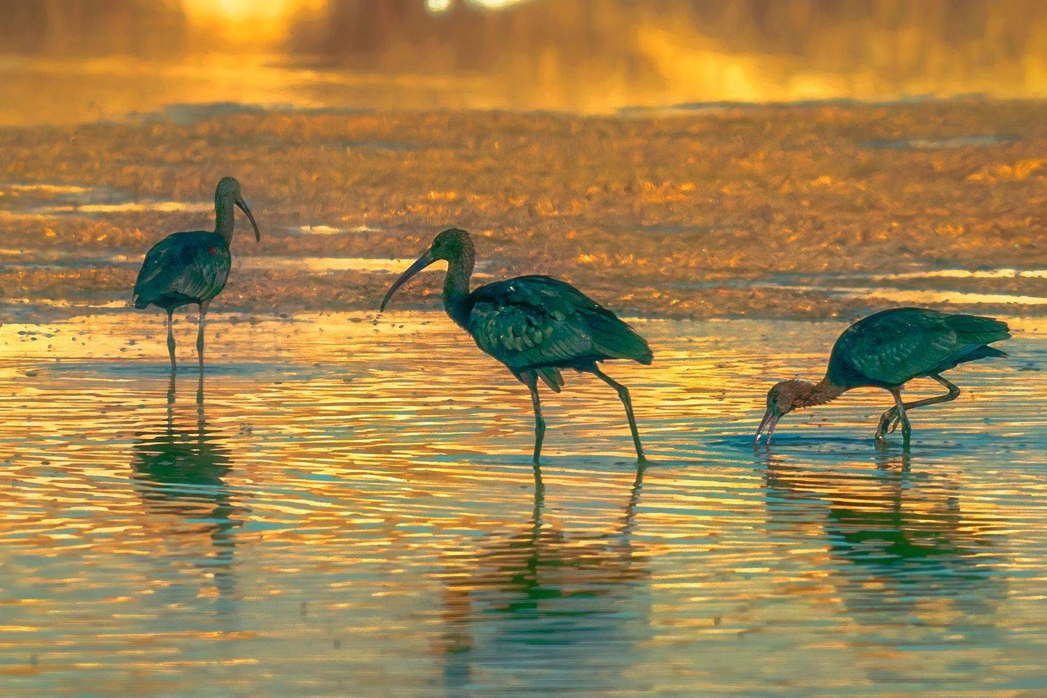 , Шварцман Евгений