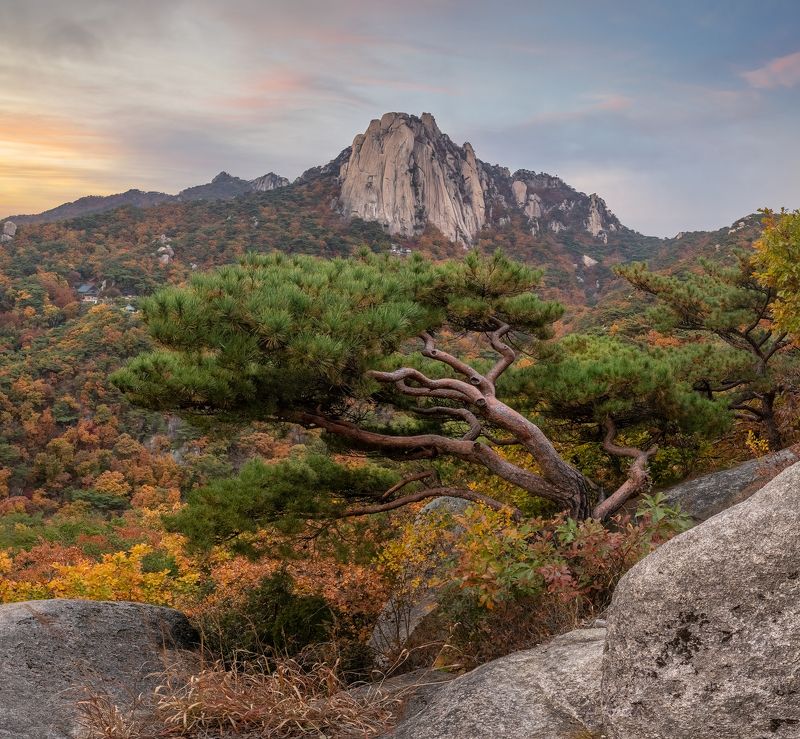 Pine and Seoninbong фото превью