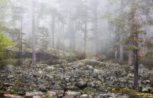 Ладожские туманы