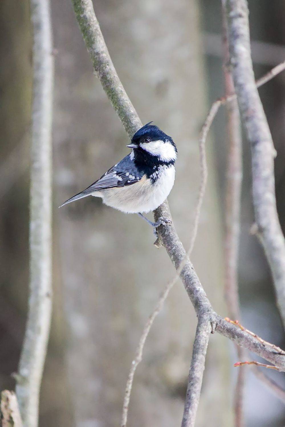 синица, КарОл