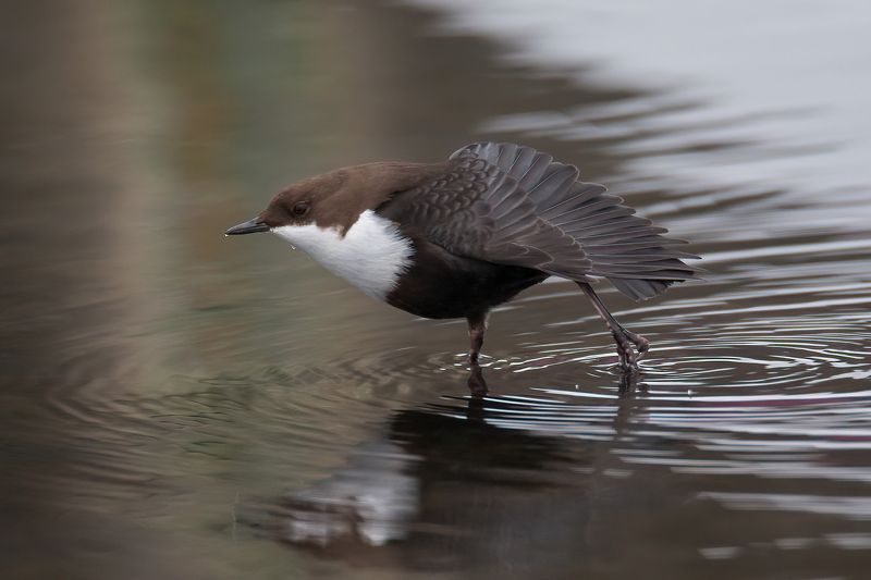 Оляпка в большом городе фото превью