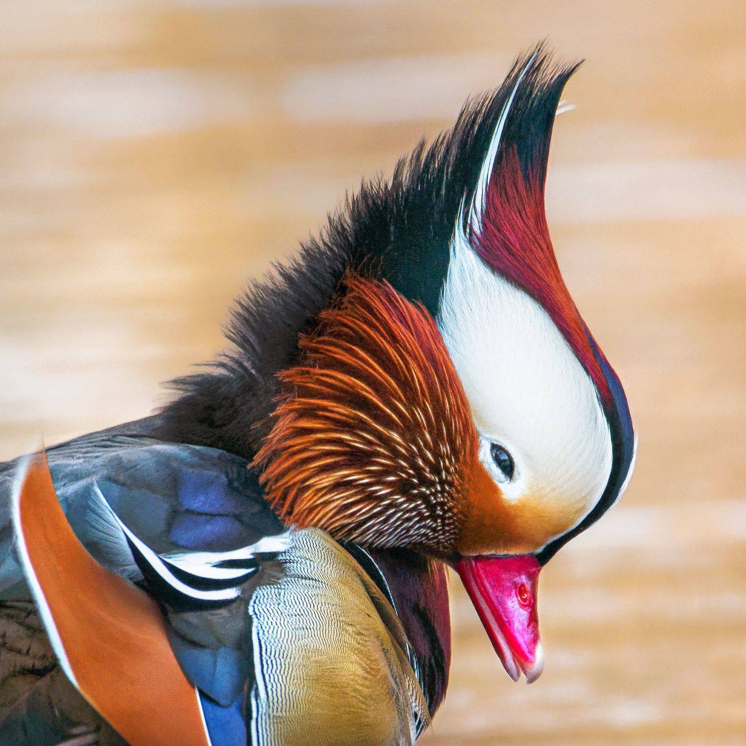 птицы России, птицы Москвы, фотоохота, наблюдение за птицами, птица, птицы, орнитология, nikon, birding, birdwatching, bird freak, Никон Александр