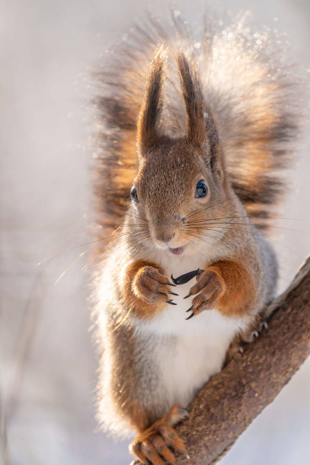 , Дэм Константин