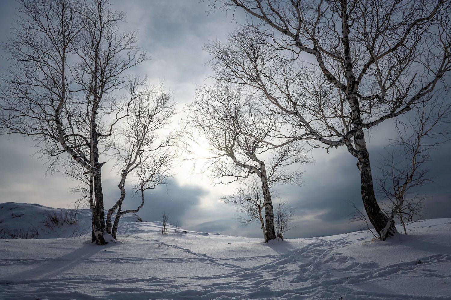 зима, непогода, деревья,, Фомина Марина