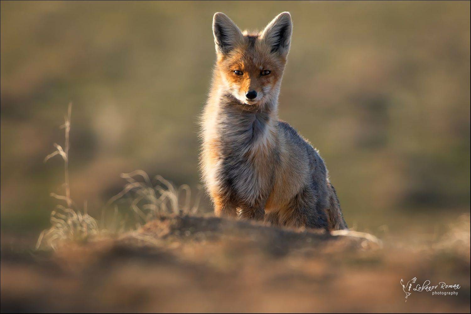 , Роман Лобанов