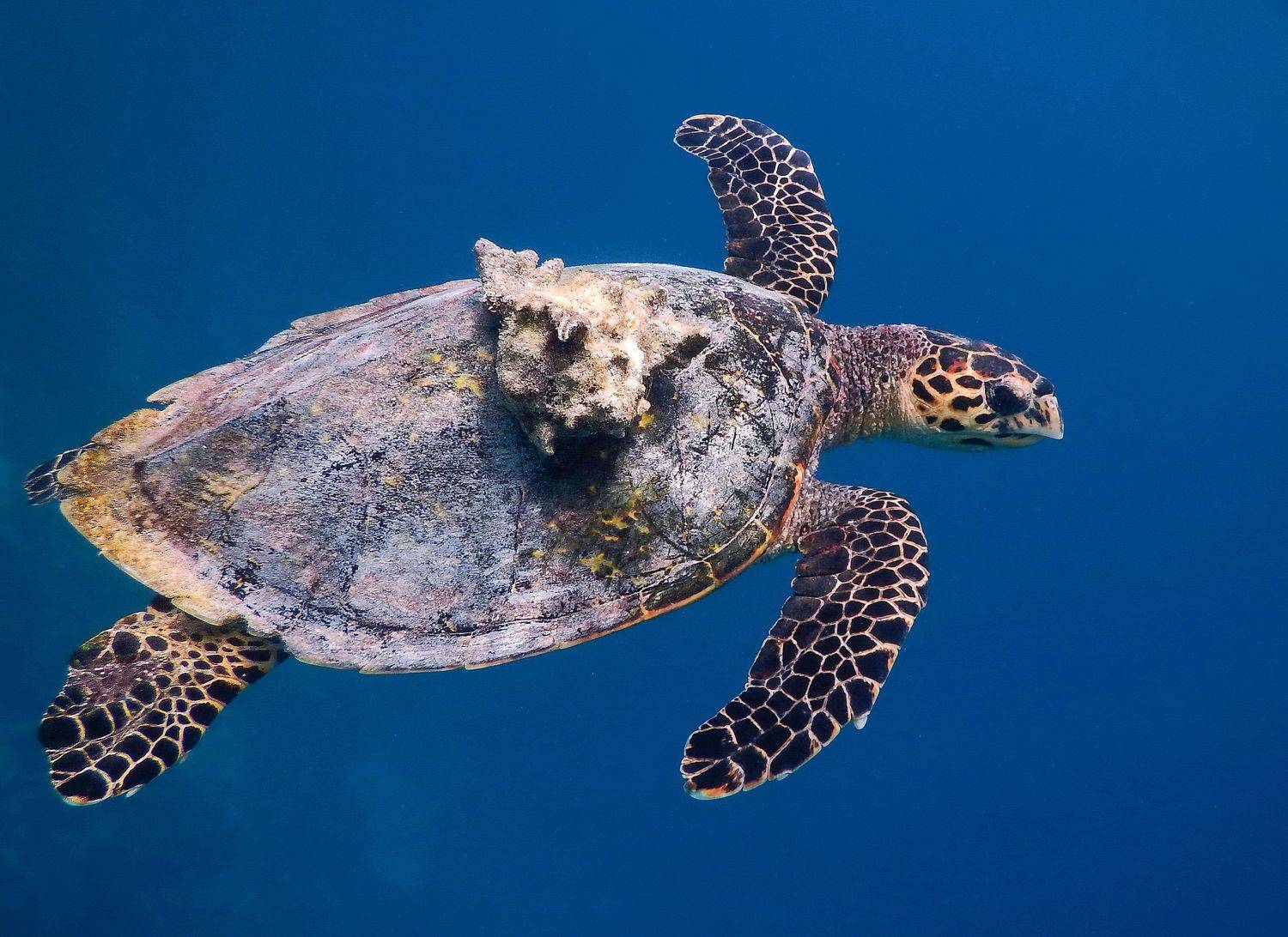 путешествие, животные, черепаха, природа, Наталия Щербина