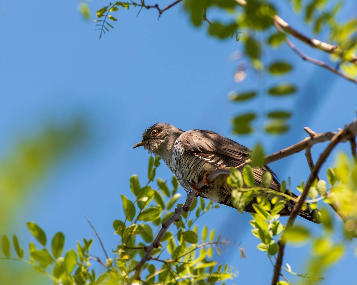 кукушка, обыкновенная, Алексей Рыльский