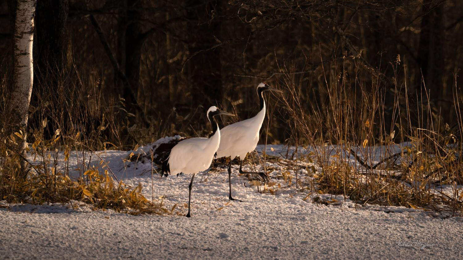 , Николай Мозгунов
