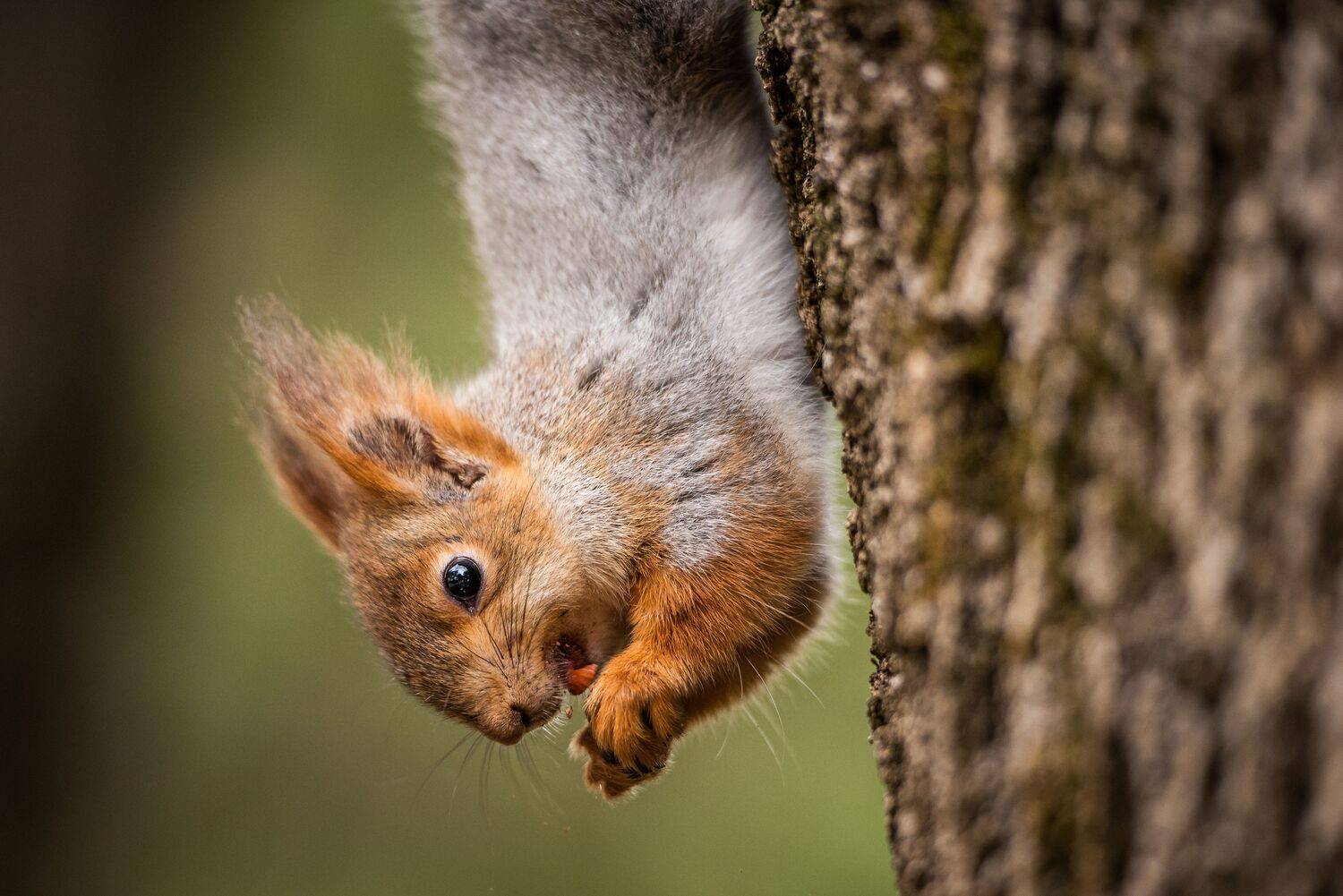 , Дмитрий Величко