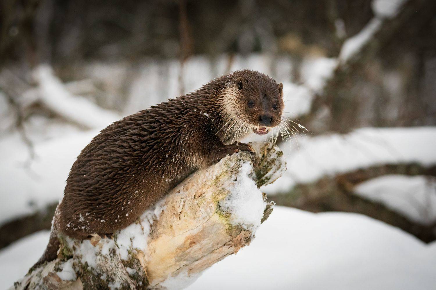 беларусь, заповедник, выдра, охота, лес, Степанова Татьяна