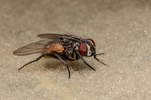 Musca Domestica