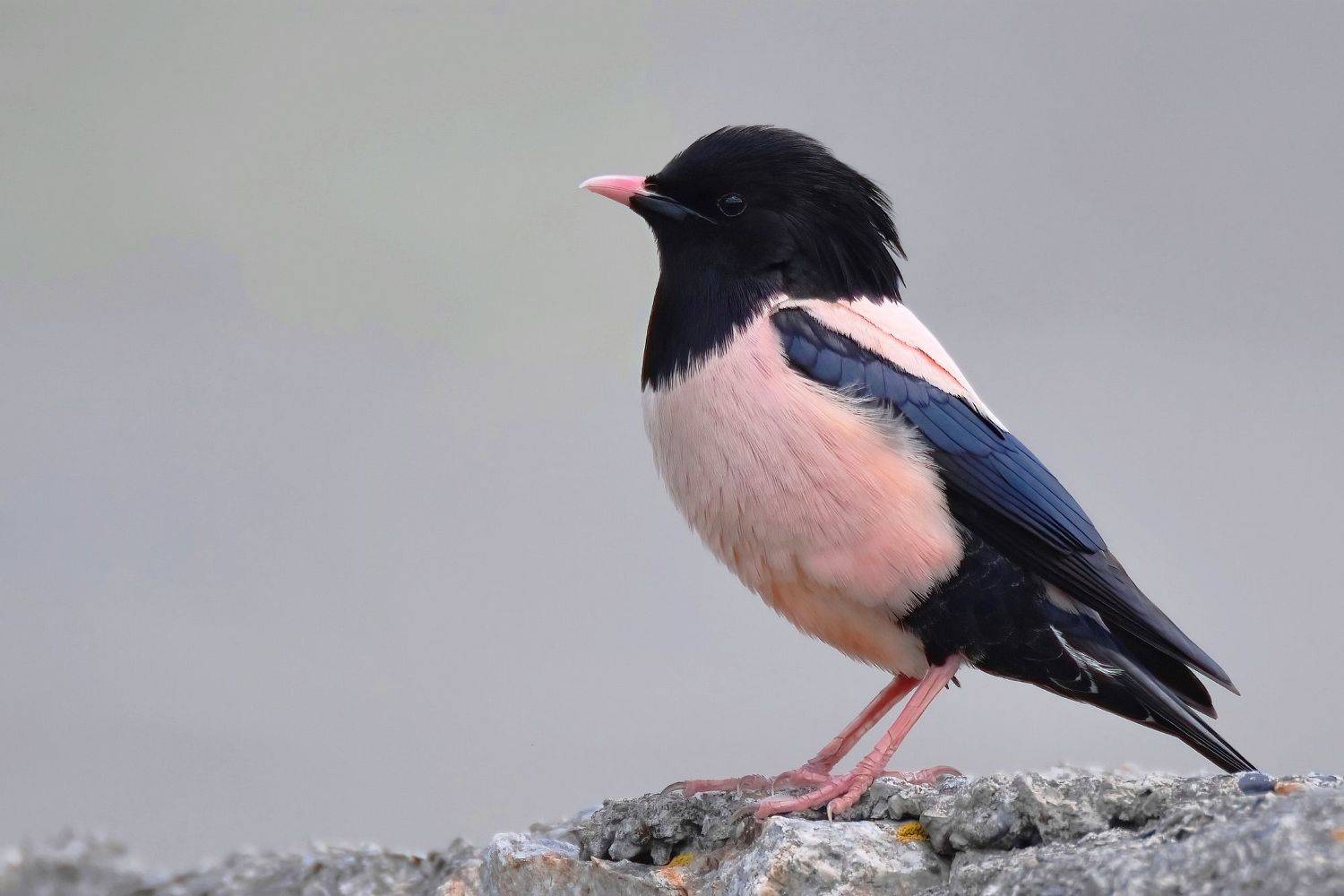 , Дмитрий Шевцов