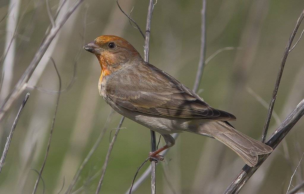 Чечевица, птицы, вьюрковые, воробьинообразные., Тесленко Игорь