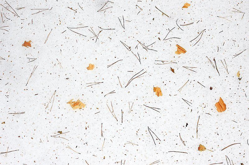 абстракция, белый, зима, иголочки, кора, снег, сосна Иголочки фото превью