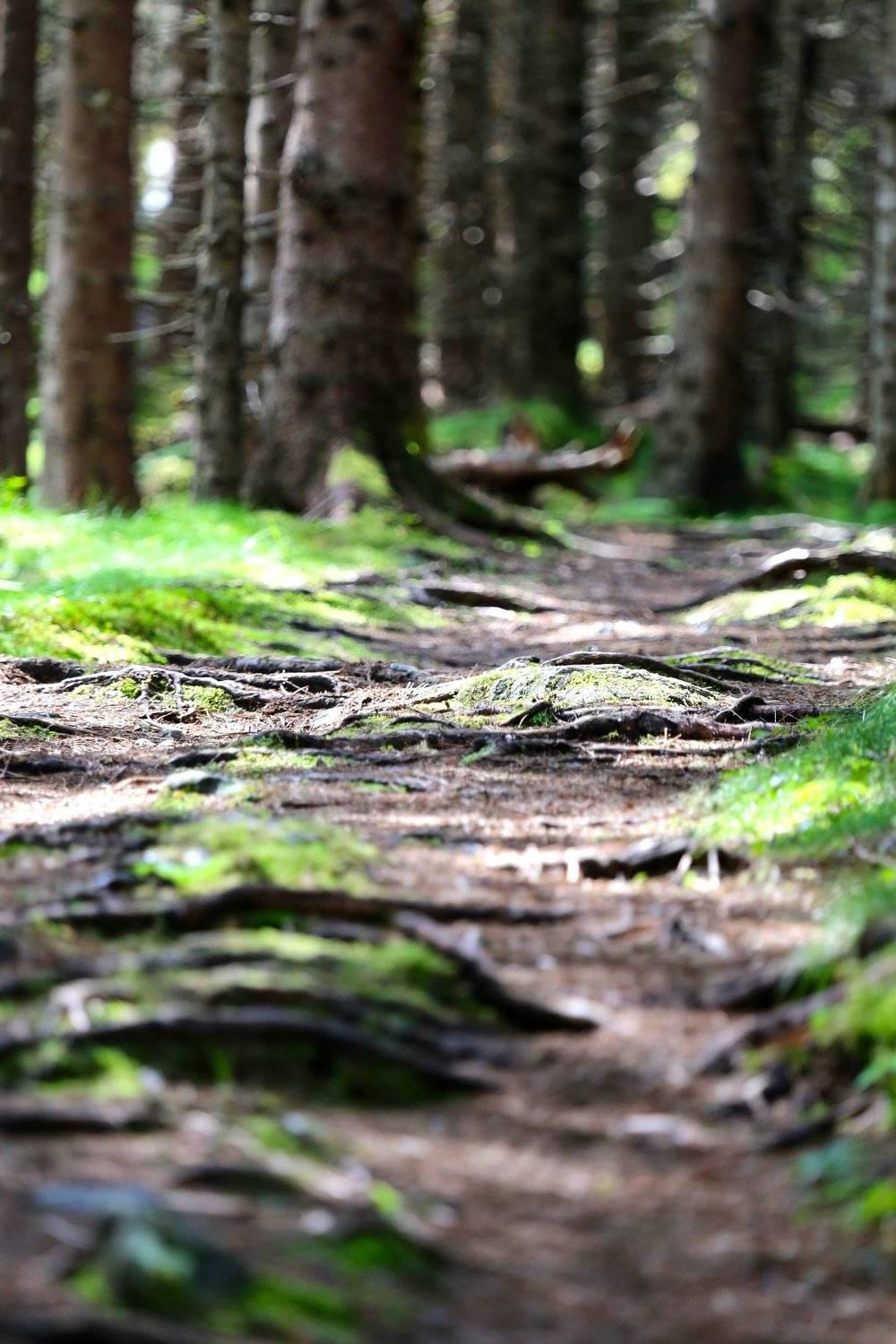 , Александр Цабель