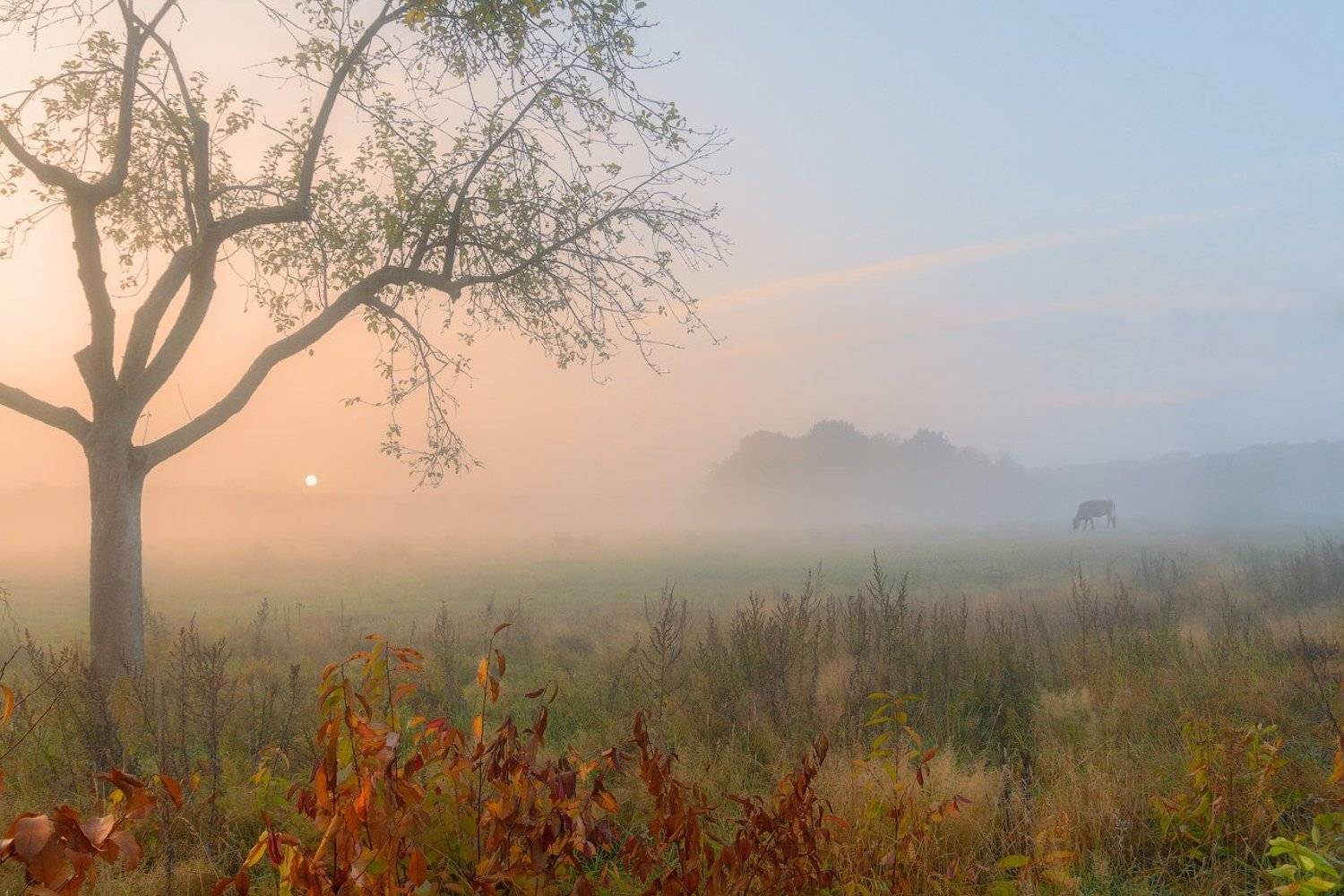 Восход, Корова, Осень, Солнце, Туман, Утро, Виктор Климкин