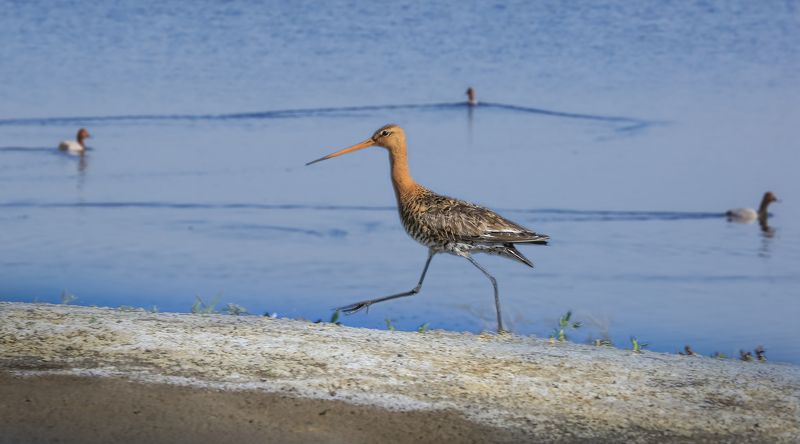 Алтай, Бурла, Озера Бурла. Птичий край.. фото превью