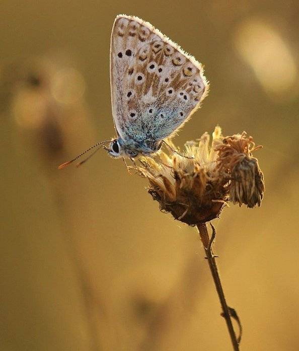 , Pawel Plucinski