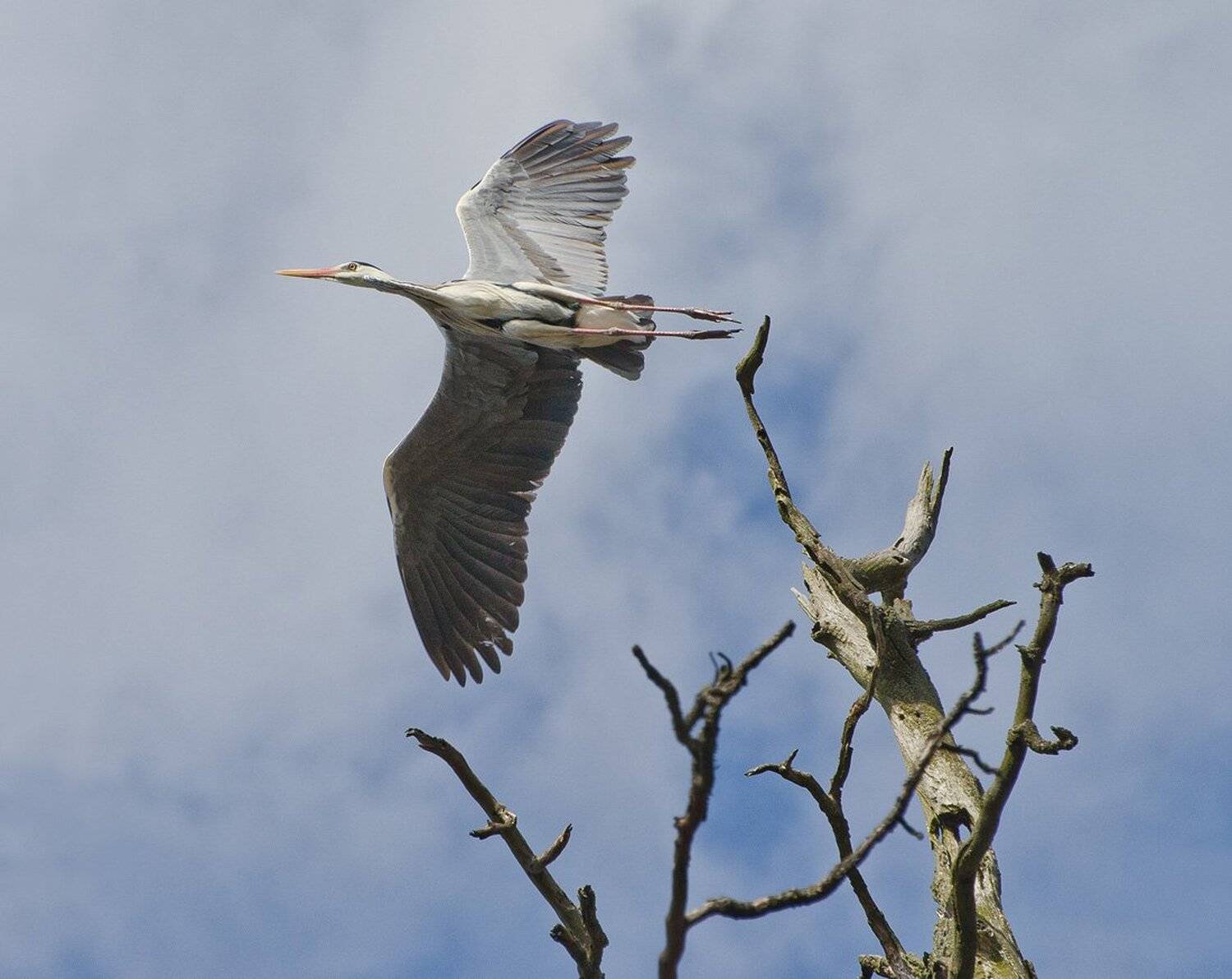 , Михаил Агеев